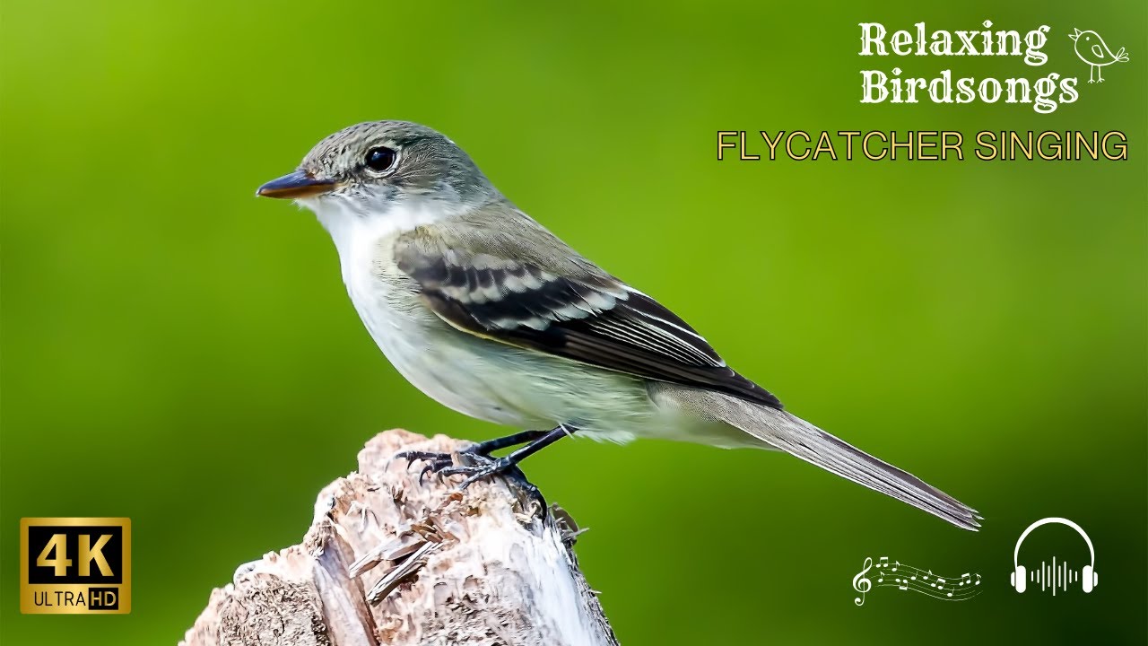 🌿🐦Relaxing Birdsongs &ndash; Flycatcher Singing | Peaceful Nature Sounds for Mind & Soul 🎶