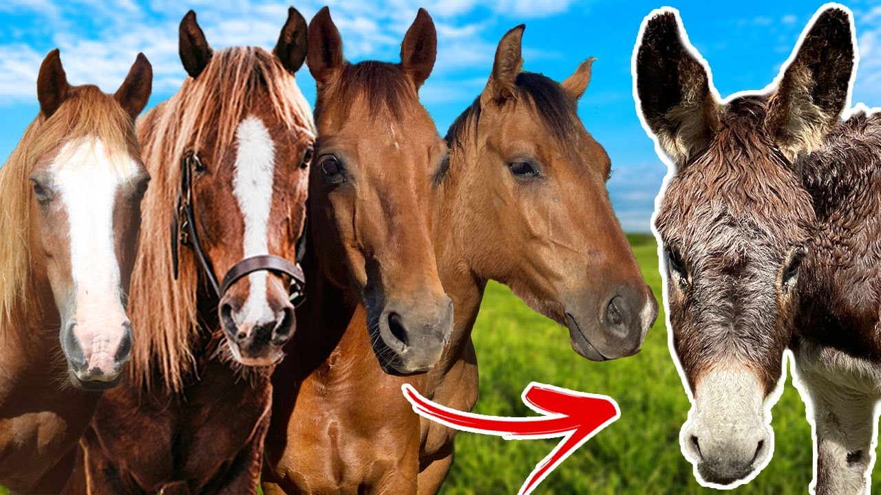 The Donkey Meets All The HORSES!
