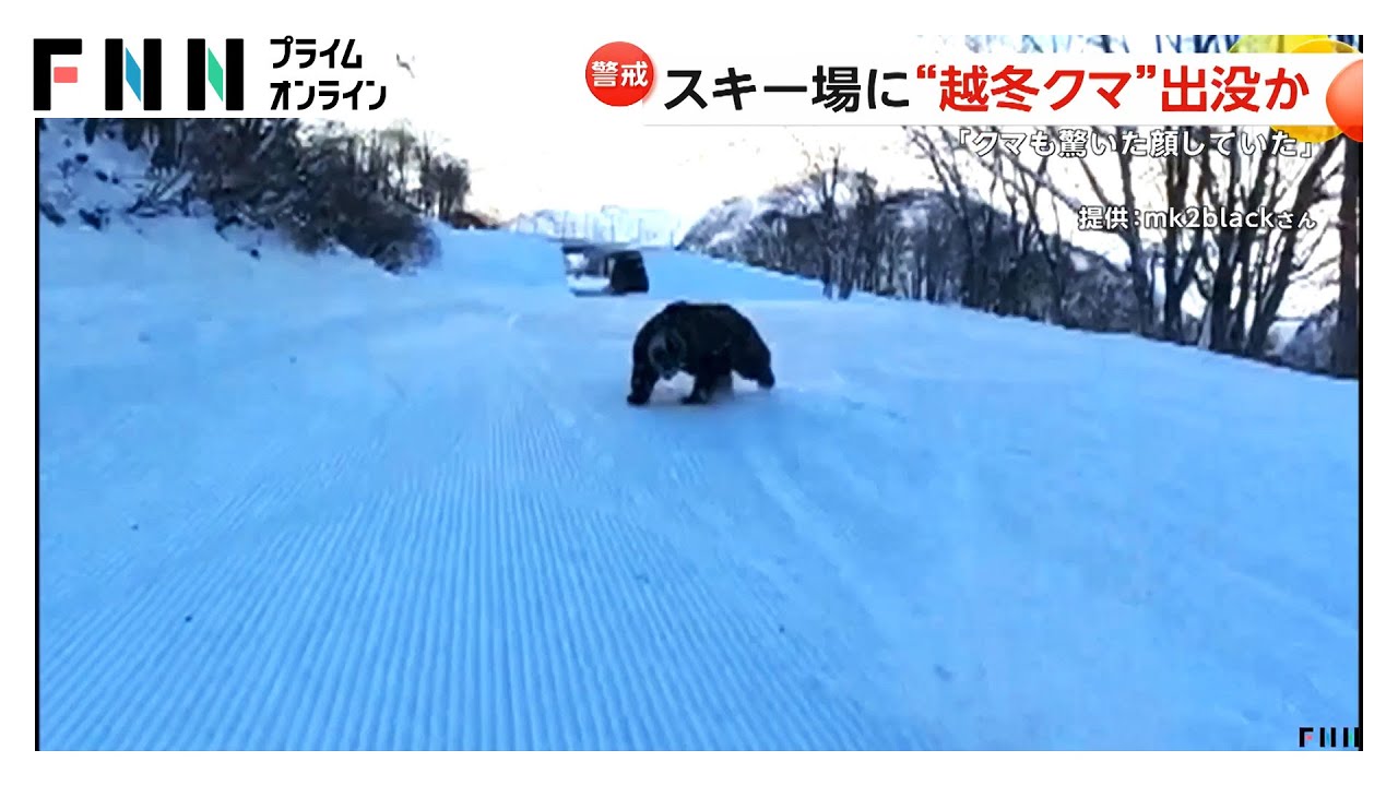 「目が合っちゃった」スキー場でクマに遭遇…猛ダッシュで人を追いかける様子も　街に出没するクマは“冬眠準備中”？