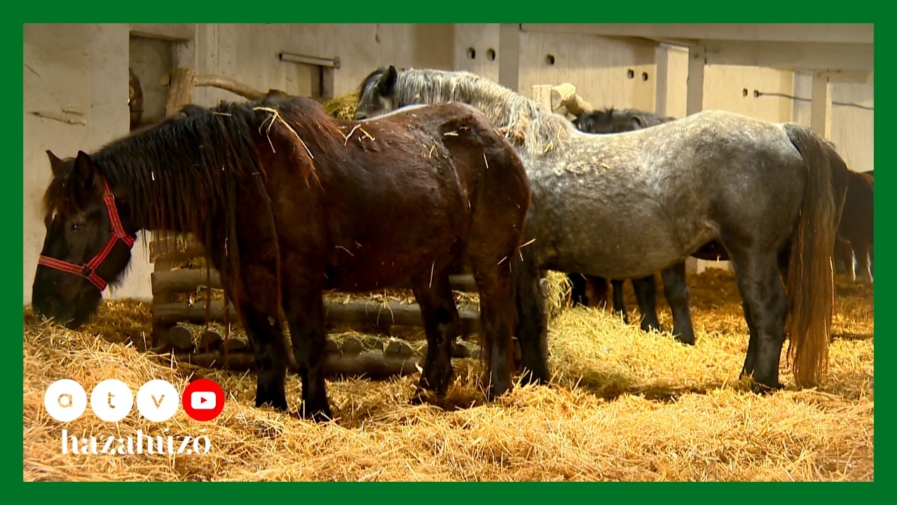 HAZAHÚZÓ – Tiszaföldvár: vadászat, ménes, helyi értékek