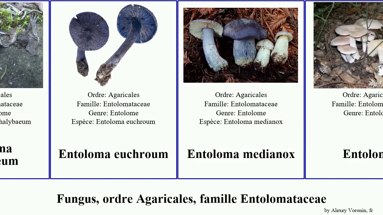 Fungus, ordre Agaricales, famille Entolomataceae Chris Clitopilus scyphoides Haugen Lagoon Dream