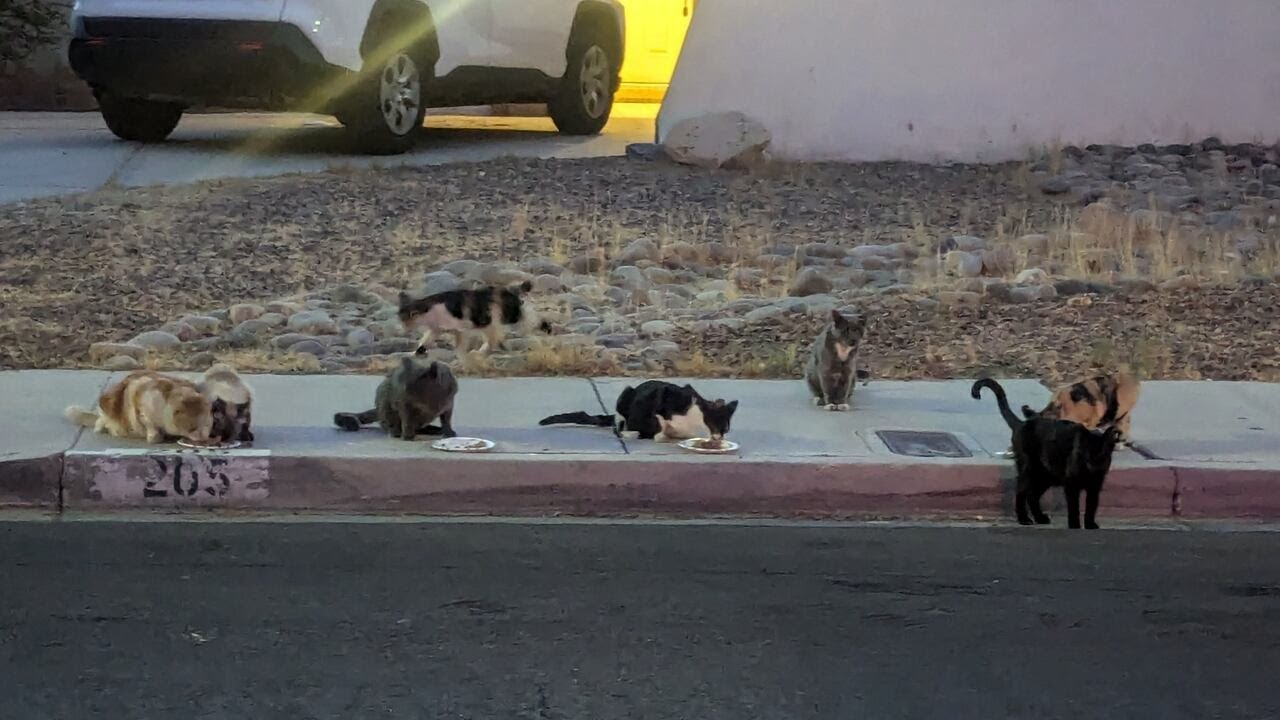 Tackling cat colony concerns across the Las Vegas Valley