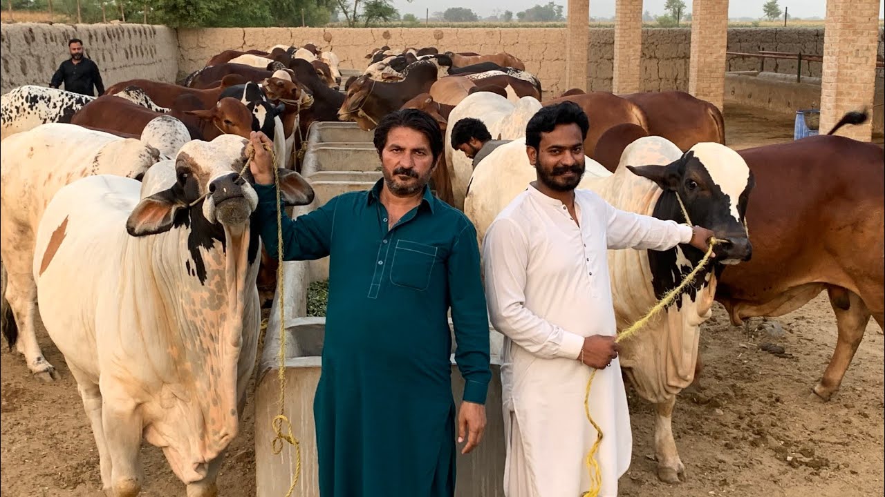 Farmer Earning Millions Rupees Profit Qurbani Bulls 2022 // Mushtaq Cattle Farm Okara