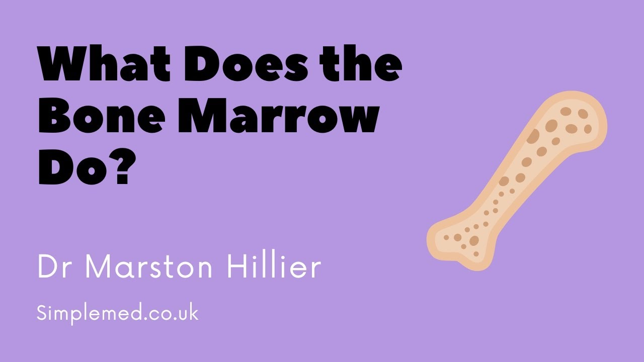 What Does the Bone Marrow Do? | SimpleMed Haematology Lecture Series | Dr Hillier