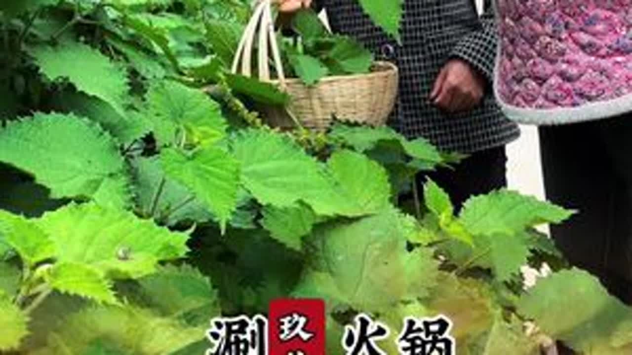 这样的农村生活你们喜欢吗#我的乡村生活 #农村美食