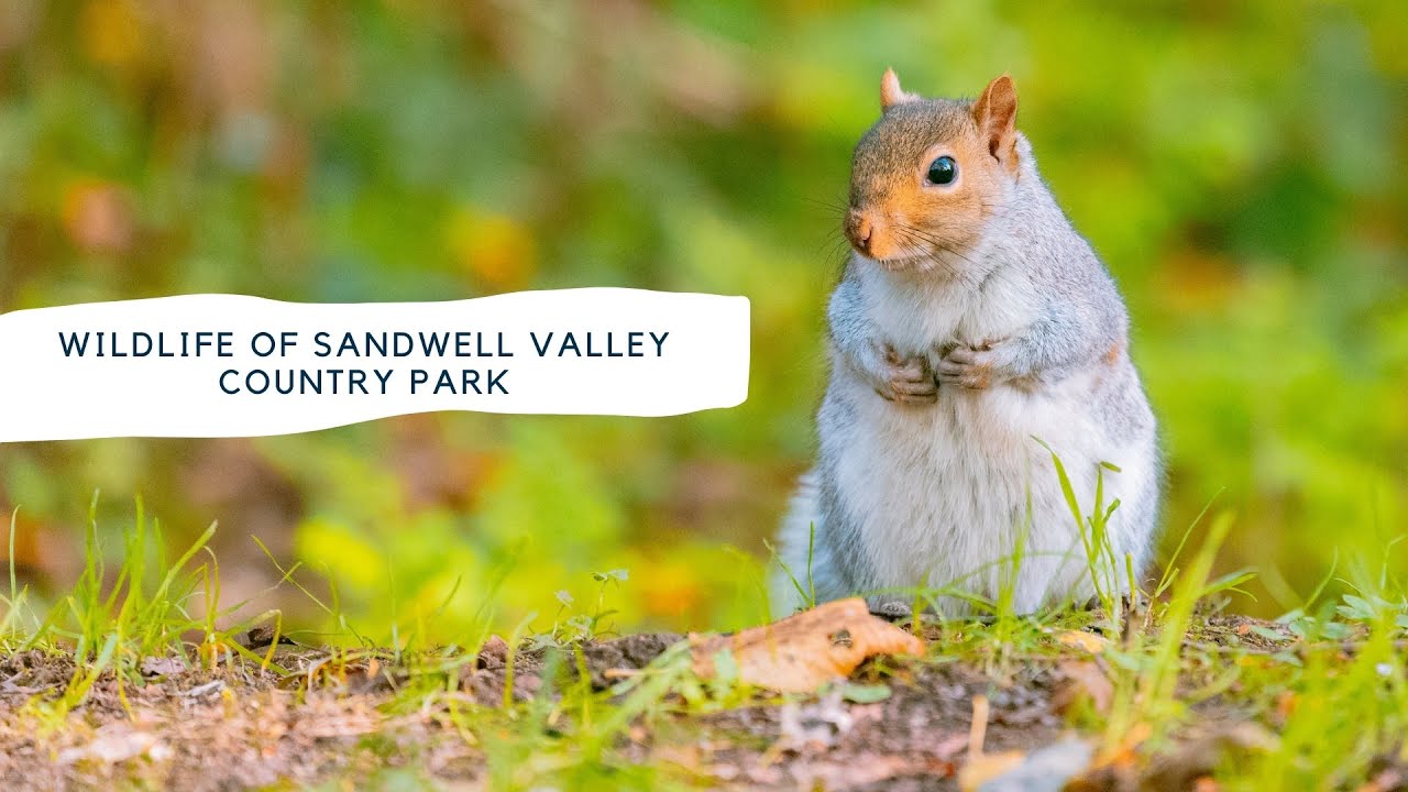 Incredible wildlife of Sandwell Valley Country Park #cinematic #cinematography
