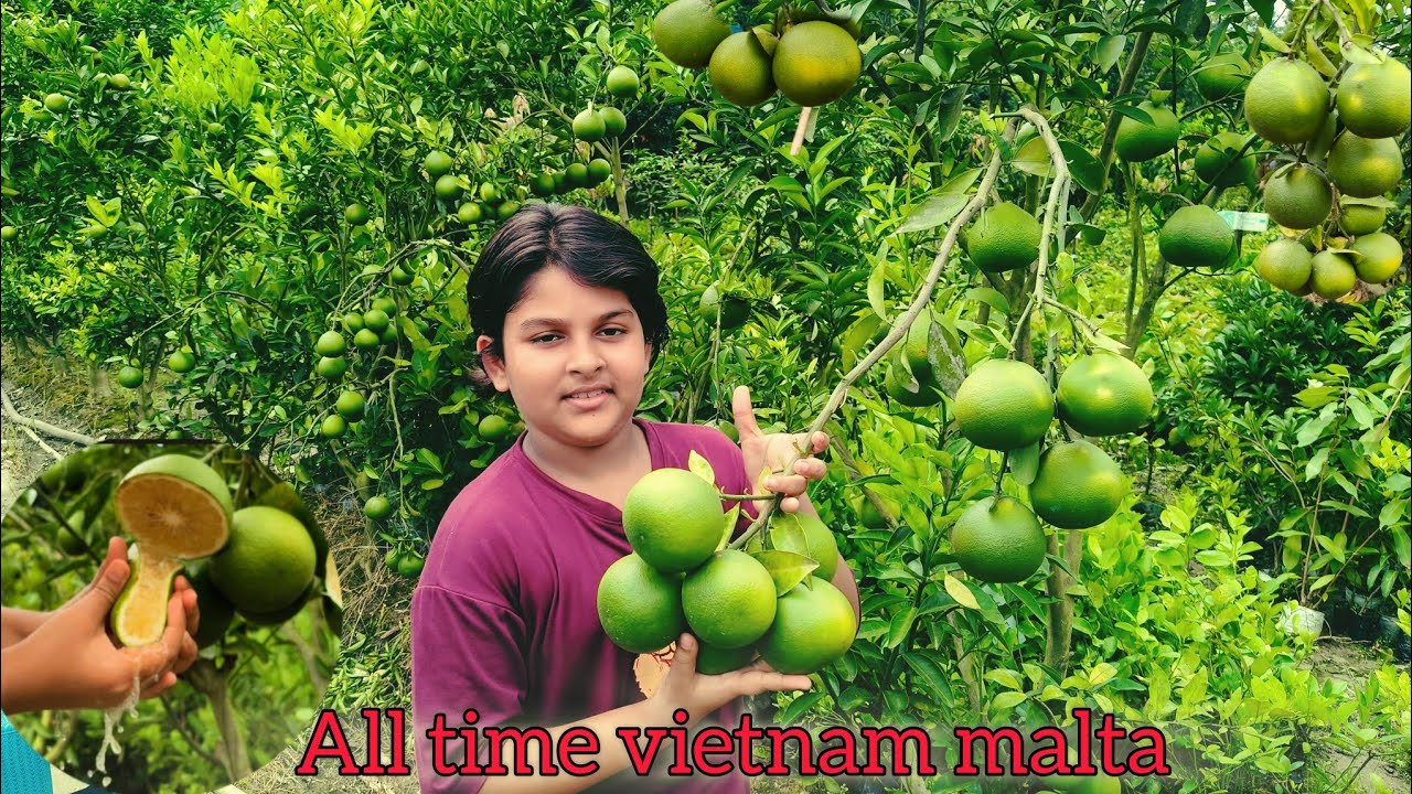 All time Vietnam malta full information/Afsana Nursery/Ph-7601949430