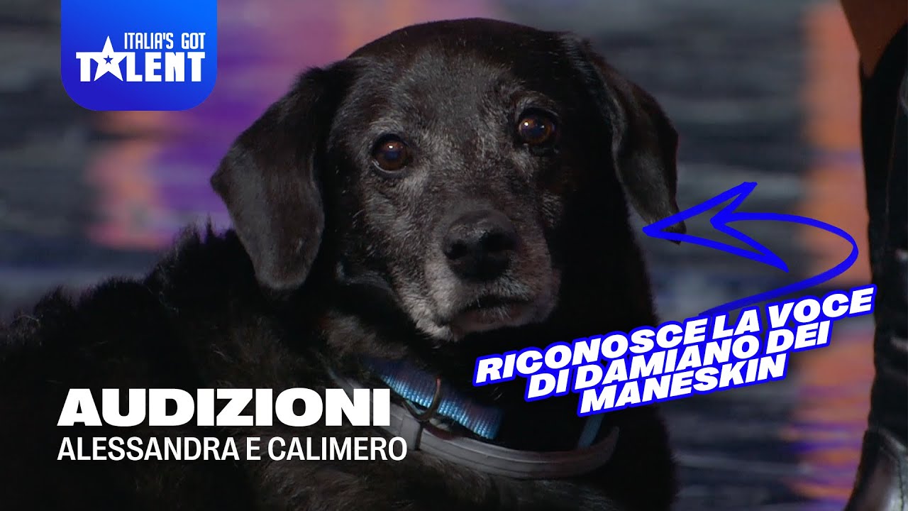 Il cane CALIMERO riconosce la voce di Damiano dei Måneskin 🐾 Italia's Got Talent 2025