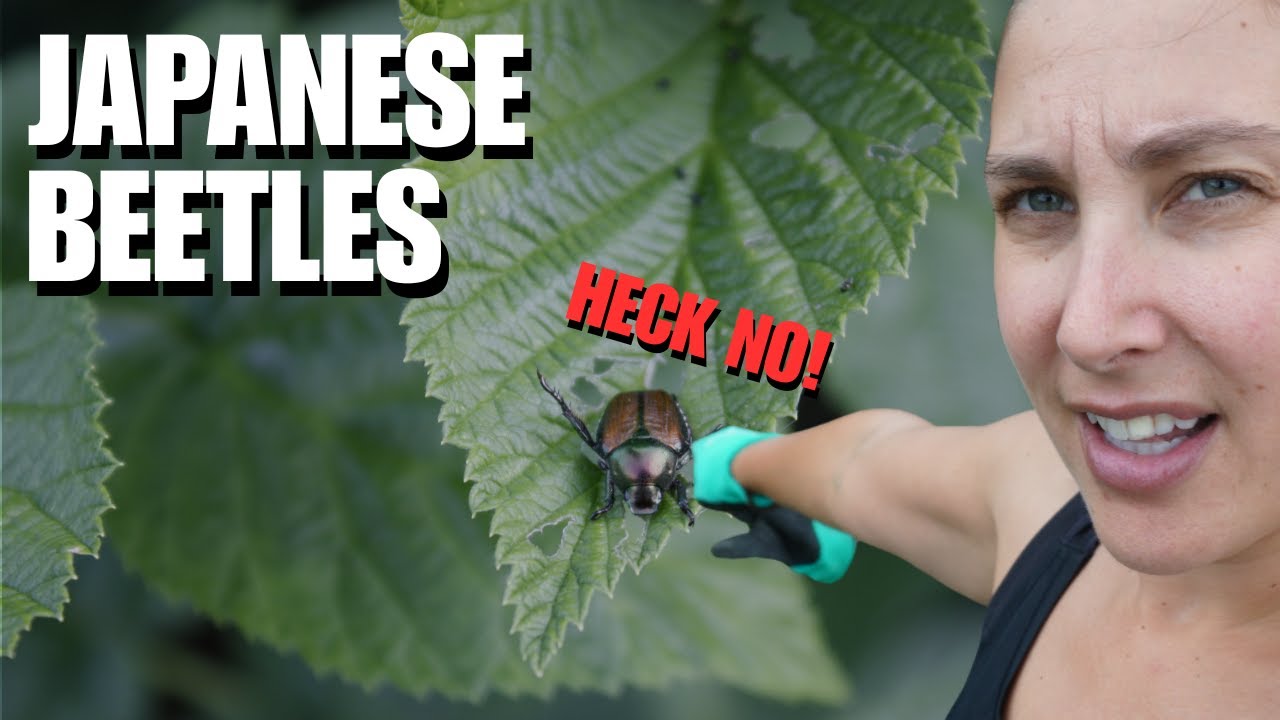 How to Get Rid of Japanese Beetles