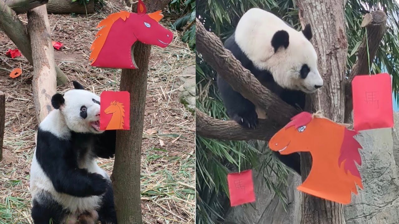20260218 Giant Panda Jia Jia & Kai Kai 2nd day of Chinese New Year @River Wonders