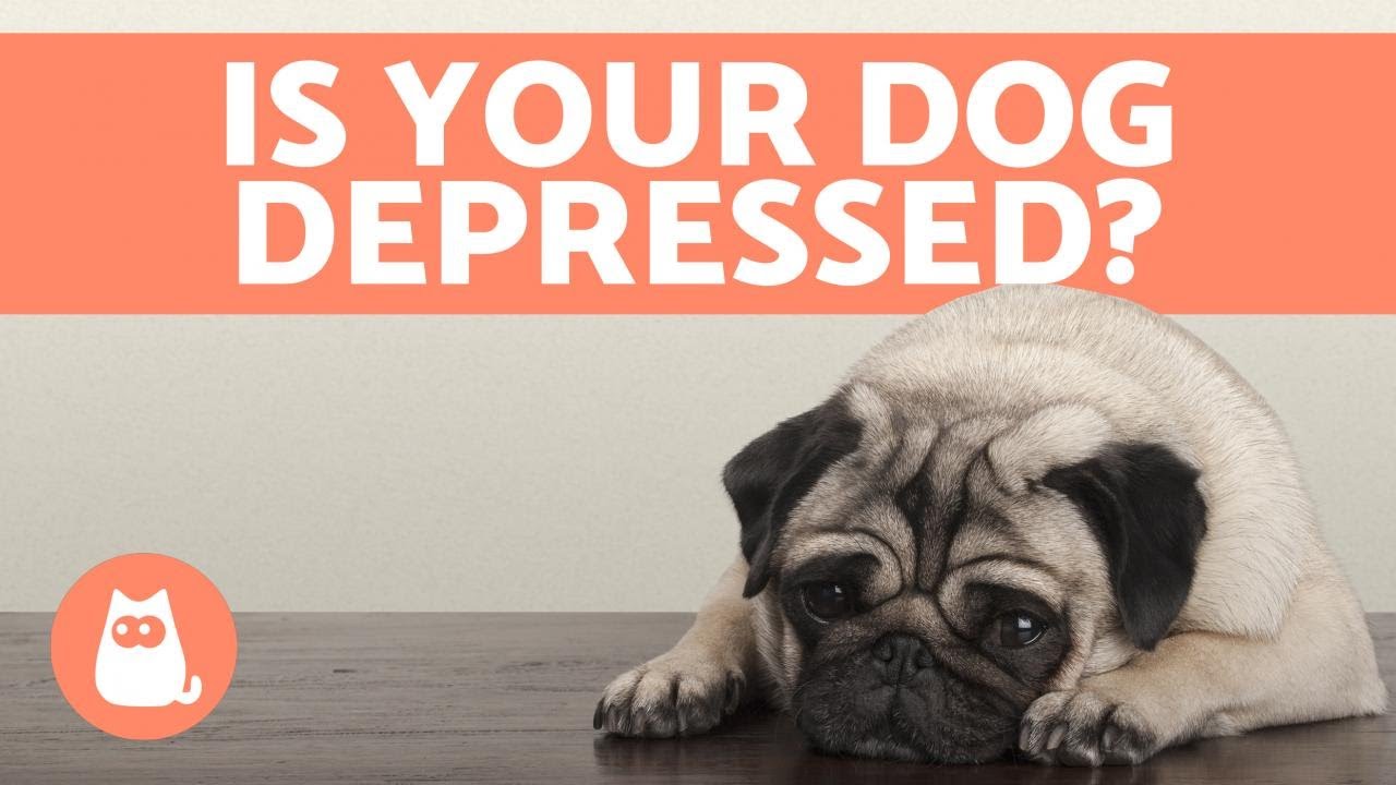 Depression in dogs - Symptoms and What to Do