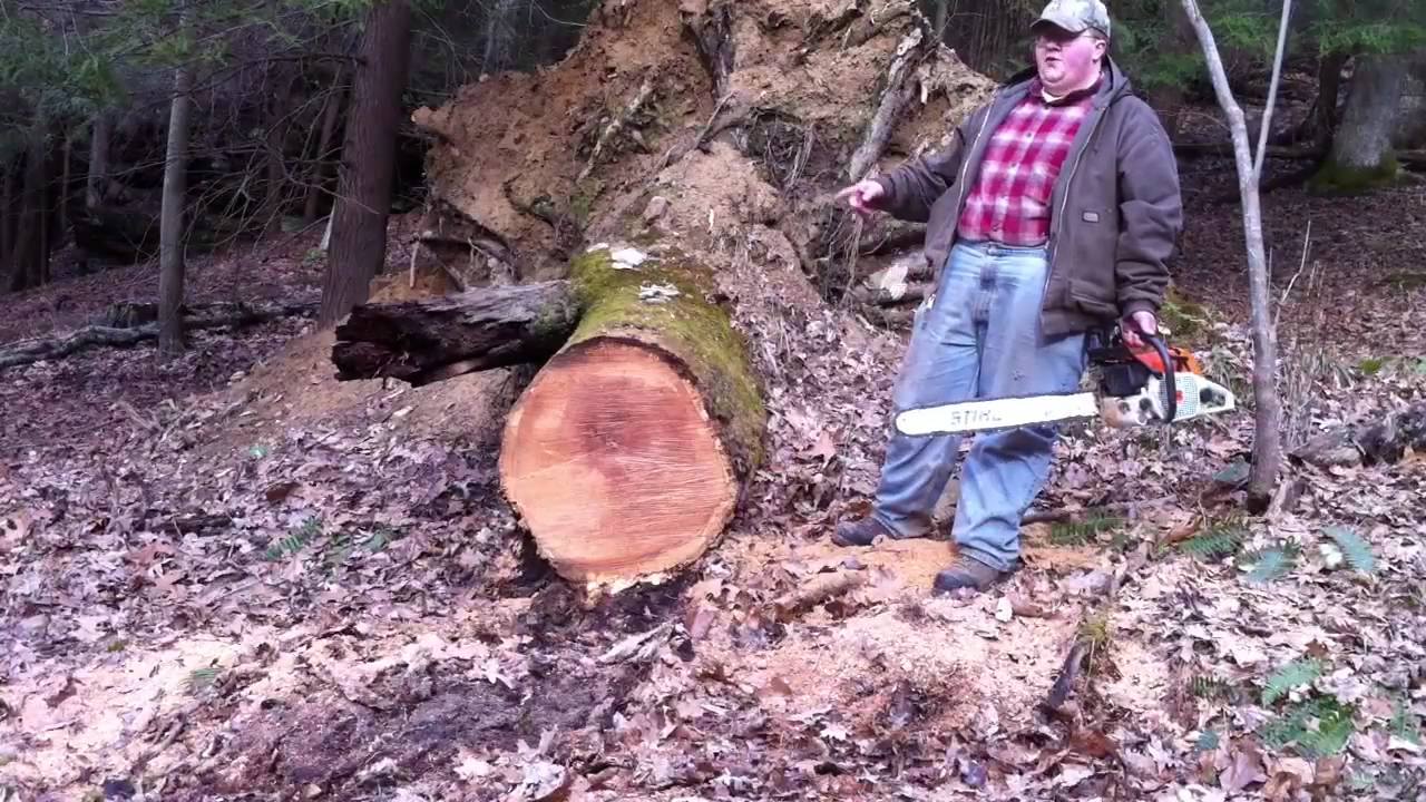 Stihl 038 magnum cutting on big red oak