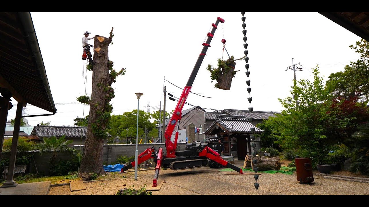 狭い門扉をぬけてカニクレーンでお寺の極太イチョウの切り下げ作業♪