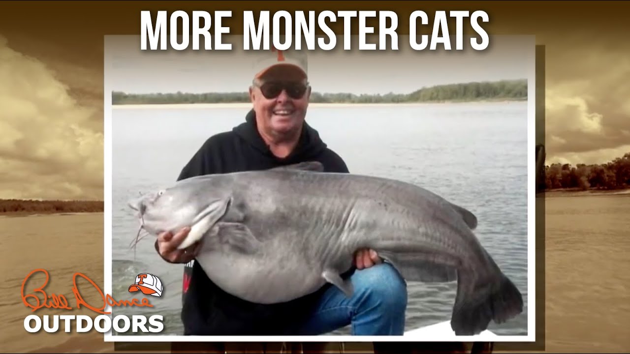 More Monster Cats | Bill Dance Outdoors