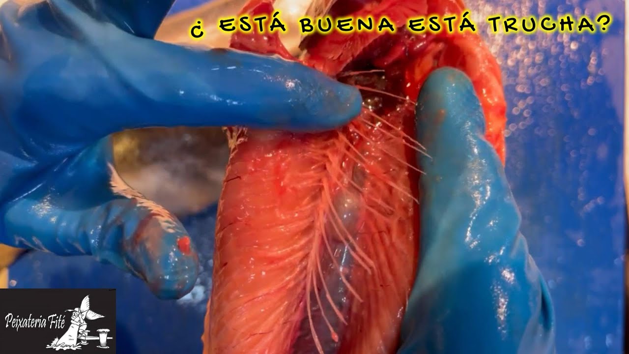 COMO SABER CUÁNDO ESTÁ EN MAL ESTADO LA TRUCHA