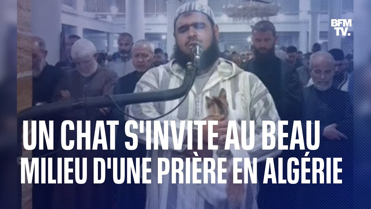 Un chat s'invite au beau milieu d'une pri&egrave;re dans une mosqu&eacute;e en Alg&eacute;rie
