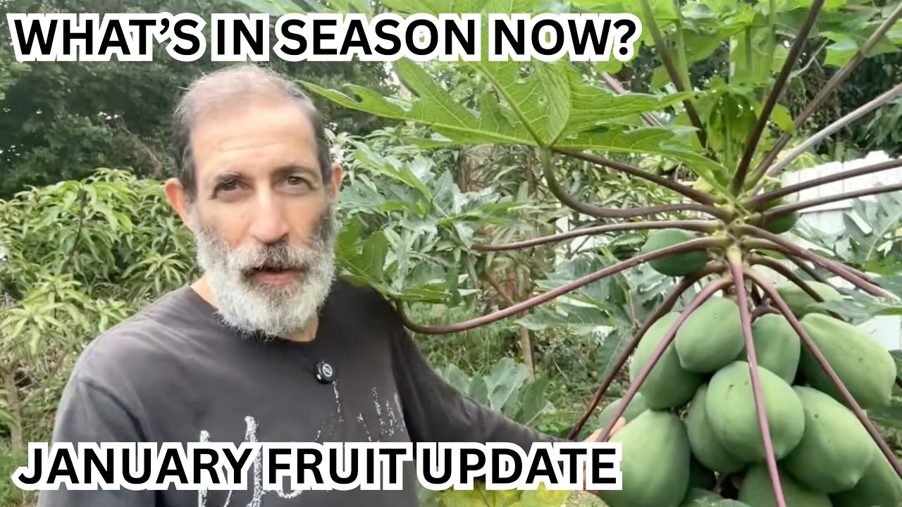 What’s Growing Now in South Florida? January Fruit Tree Update & Mango Blooms