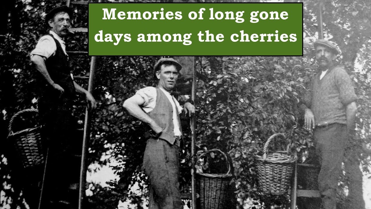 Cherry ladders and Holmer Green fruit picking including Edwardian Farm