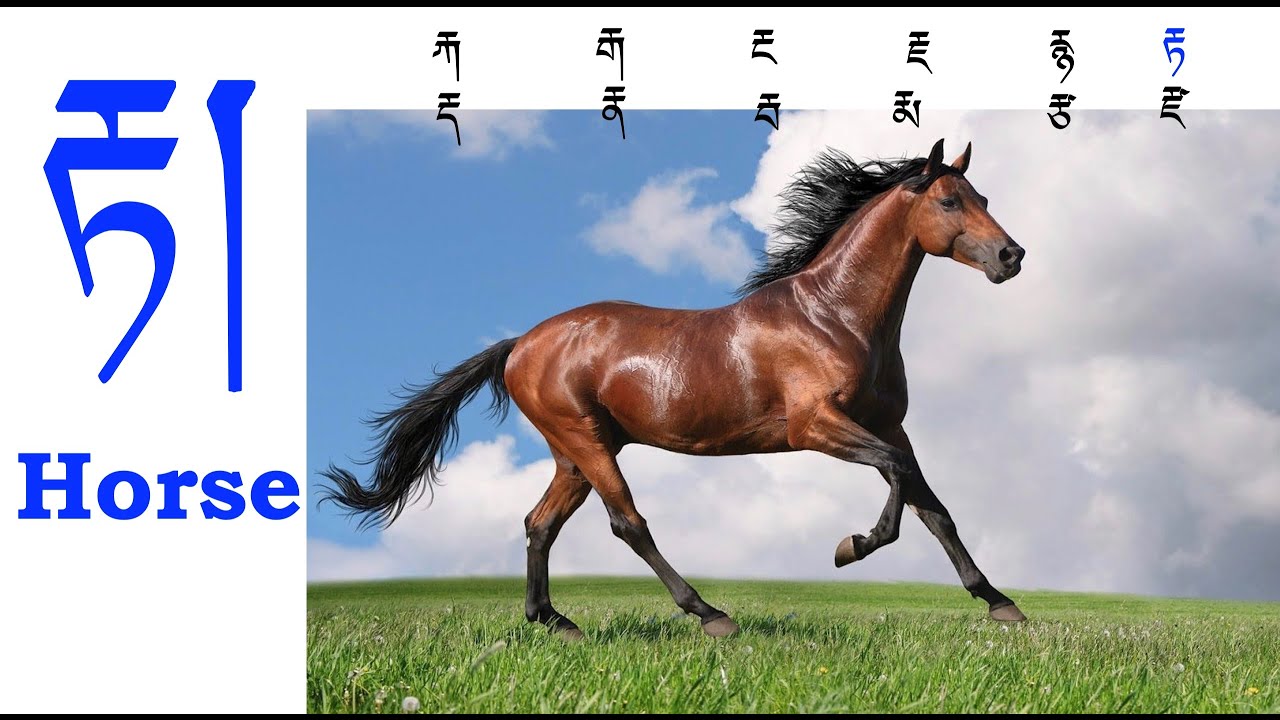 Basic Tibetan Language Grammar Part 10