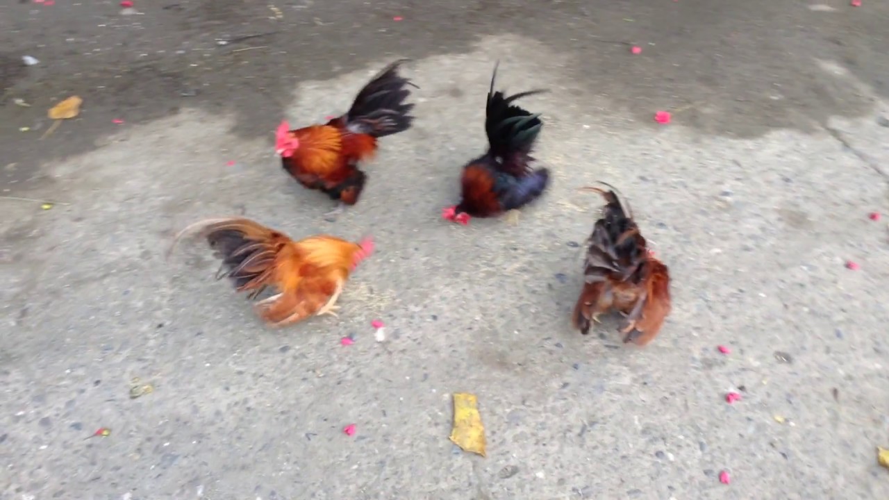 Malaysian Serama Bantam Chicken