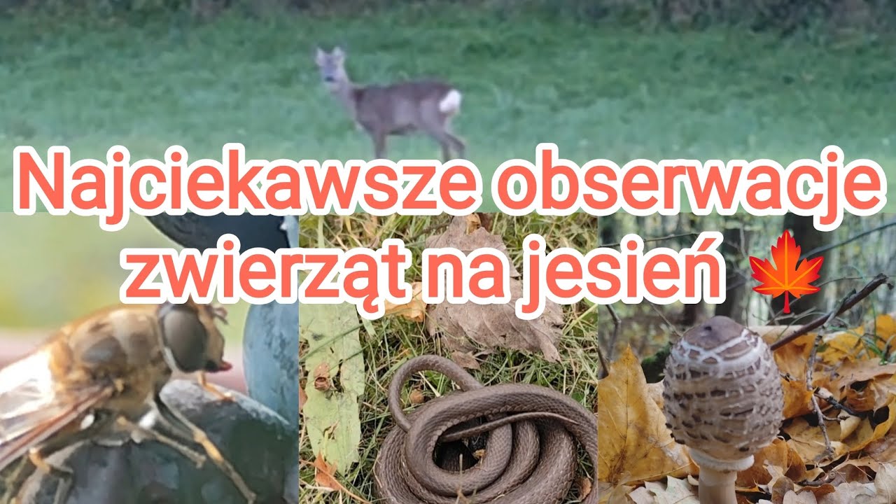 🐜Zestawienie moich najciekawszych obserwacji zwierząt w październiku.🍂