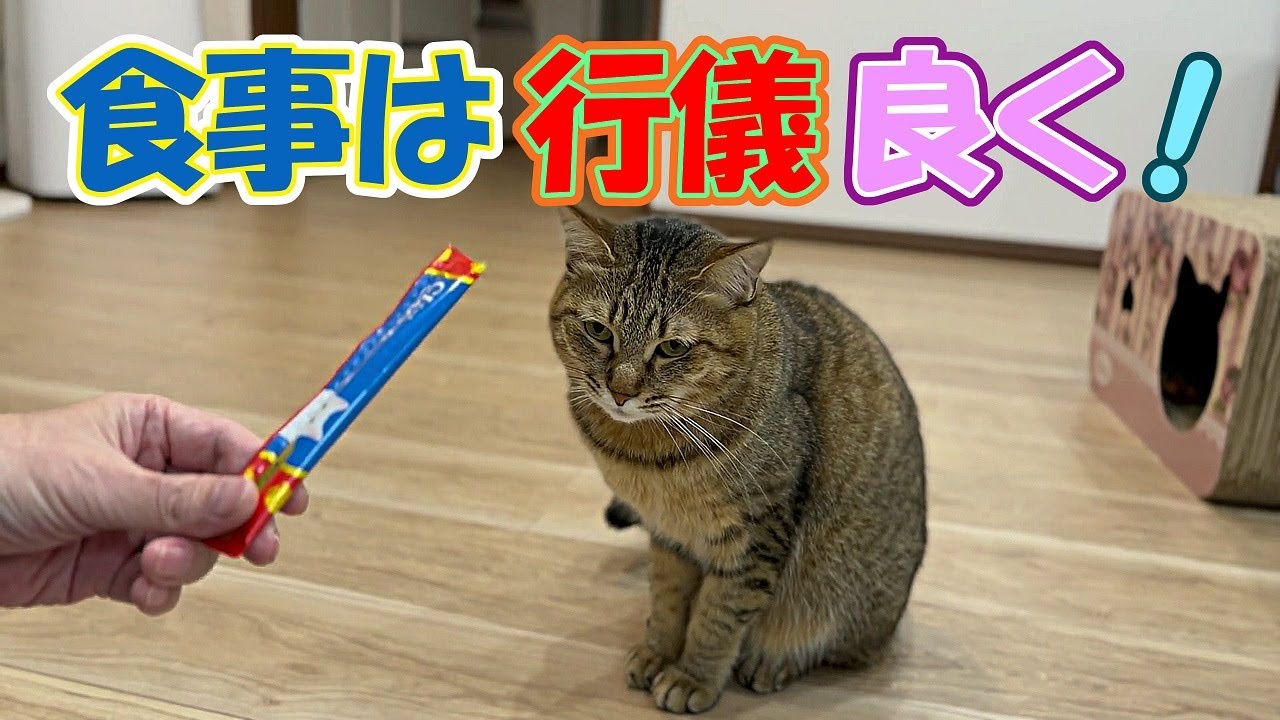 ちゅ～るは、美味しくお行儀よく食べようね(=^・^=)