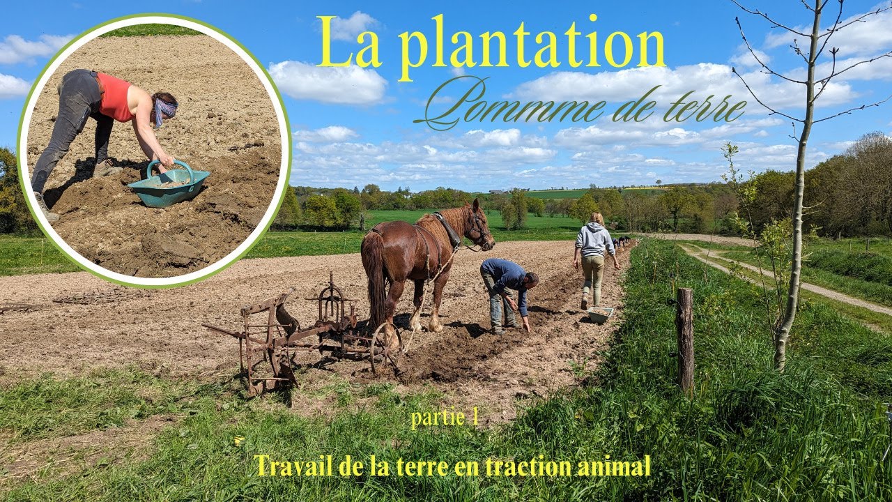 Ferme traditionnelle en Bretagne – Traction animale vue du ciel