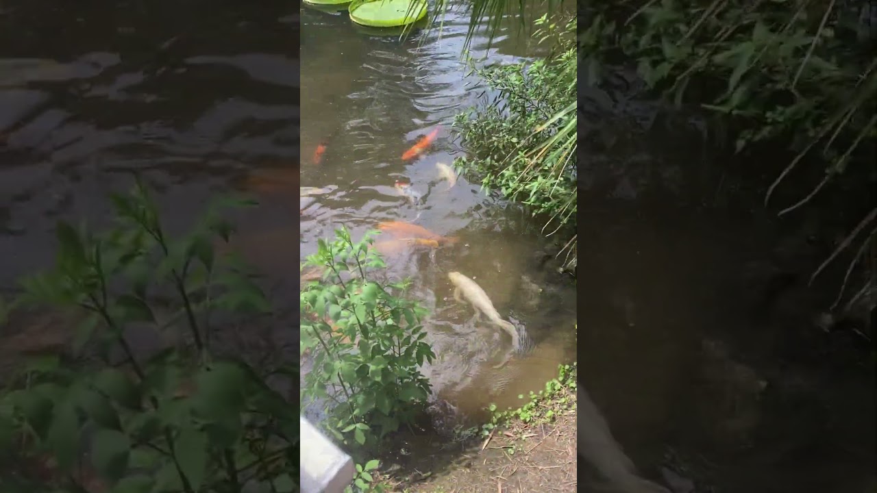 Admiring the Biggest Water Lillies and Feeding Koi at Kanapaha Botanical Gardens in Gainesville, Fl