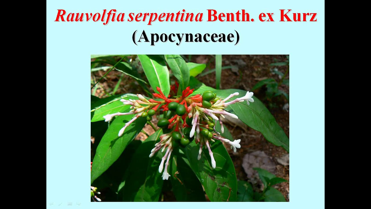 B.Sc. II Year, Botany - Rauvolfia serpentina - by Dr. Vartika Jain