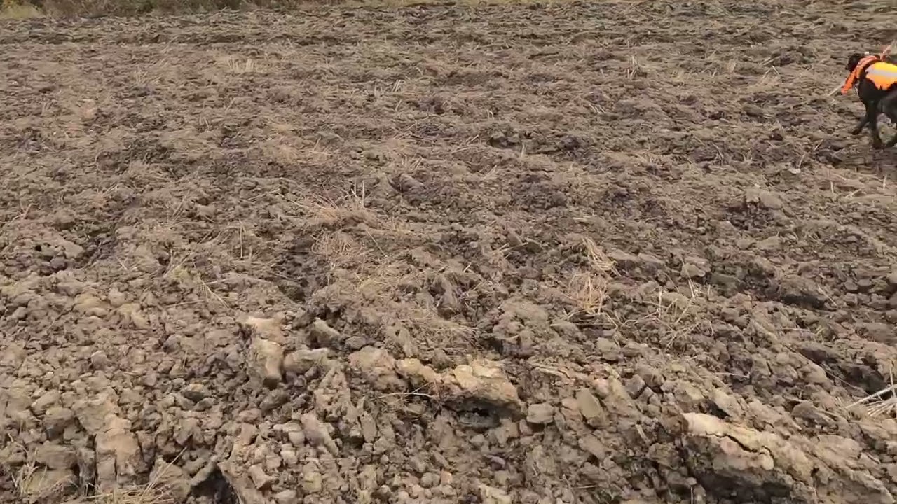 Wild Pheasant Hunting in Poland with Deutsch Drahthaar/Savvaļas fazānu medības Polijā 2025