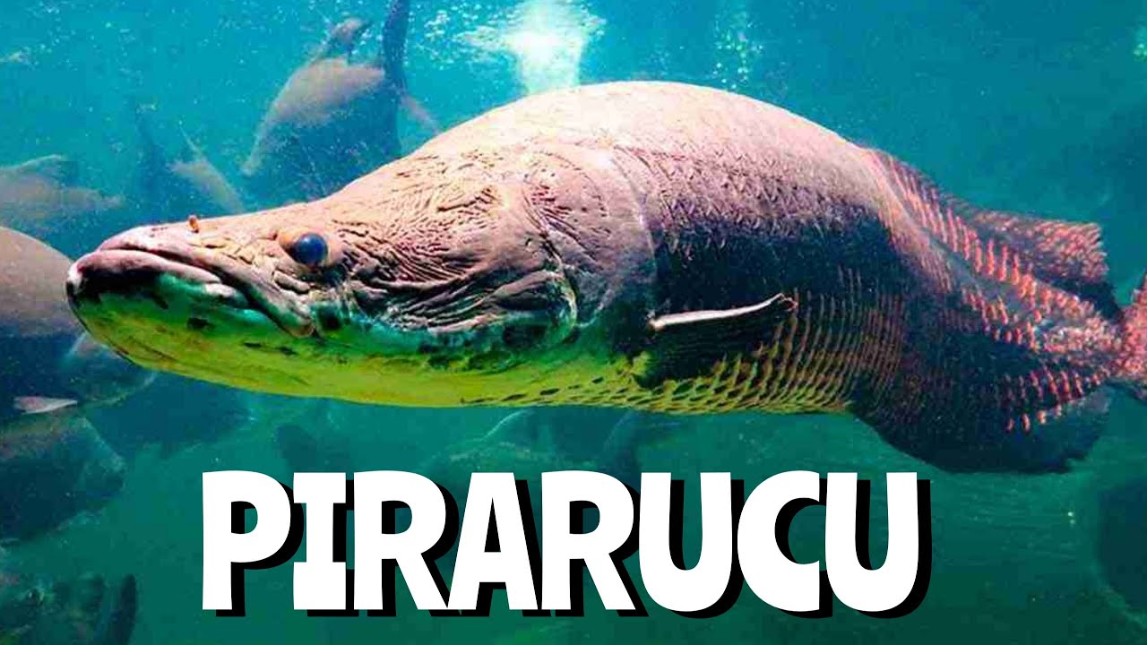 PIRARUCU! O MAIOR PEIXE DE &Aacute;GUA DOCE DO BRASIL!