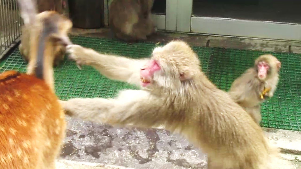 ニーナは守られるNina is protected葉ッピー動物園1102 淡路島モンキーセンター 兵庫県
