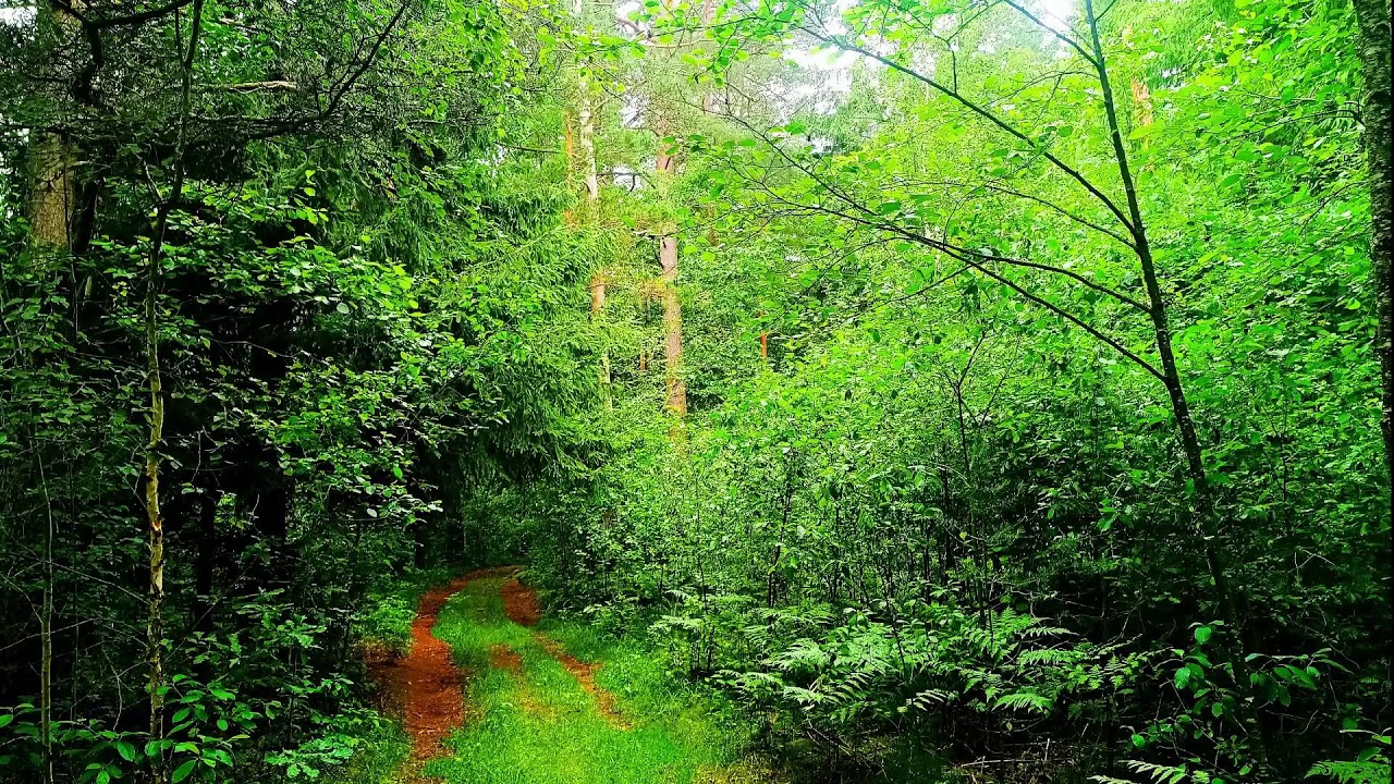 Звуки леса в формате 4K для успокоения 🌿 Умиротворяющее пение птиц и зелень для релаксации🌿