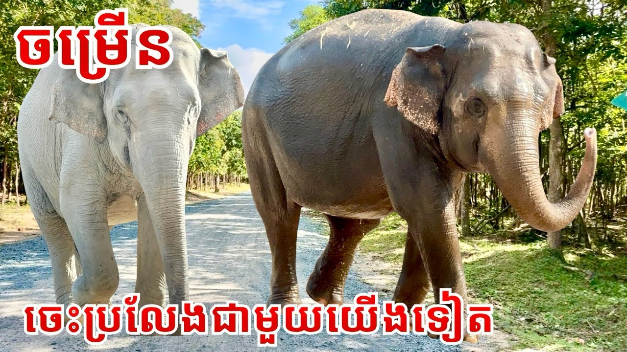 Meet Chamroeun: The Most Charming & Intelligent Elephant You’ll Ever See! 🐘❤️