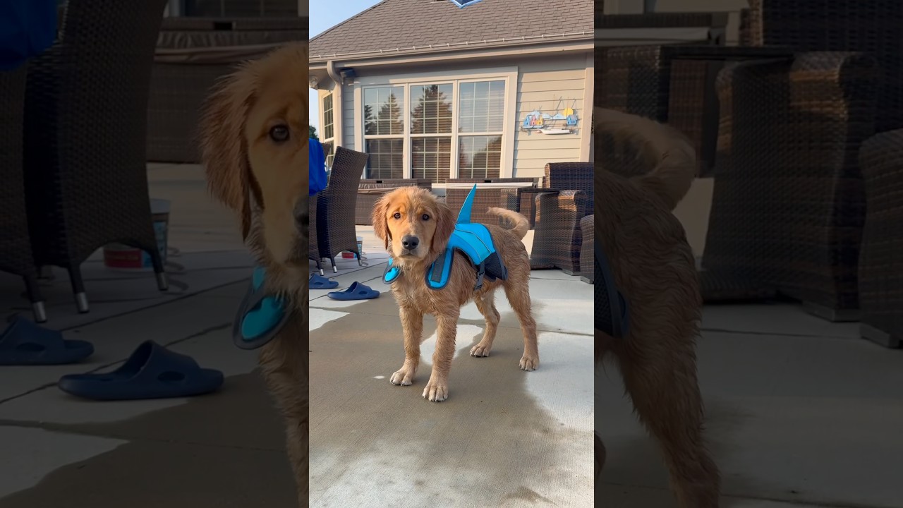 My golden pup&rsquo;s first swim 🐶💦🦈 #babyshark #goldenretriever #asmr #firstswim #goldenpup #momlife