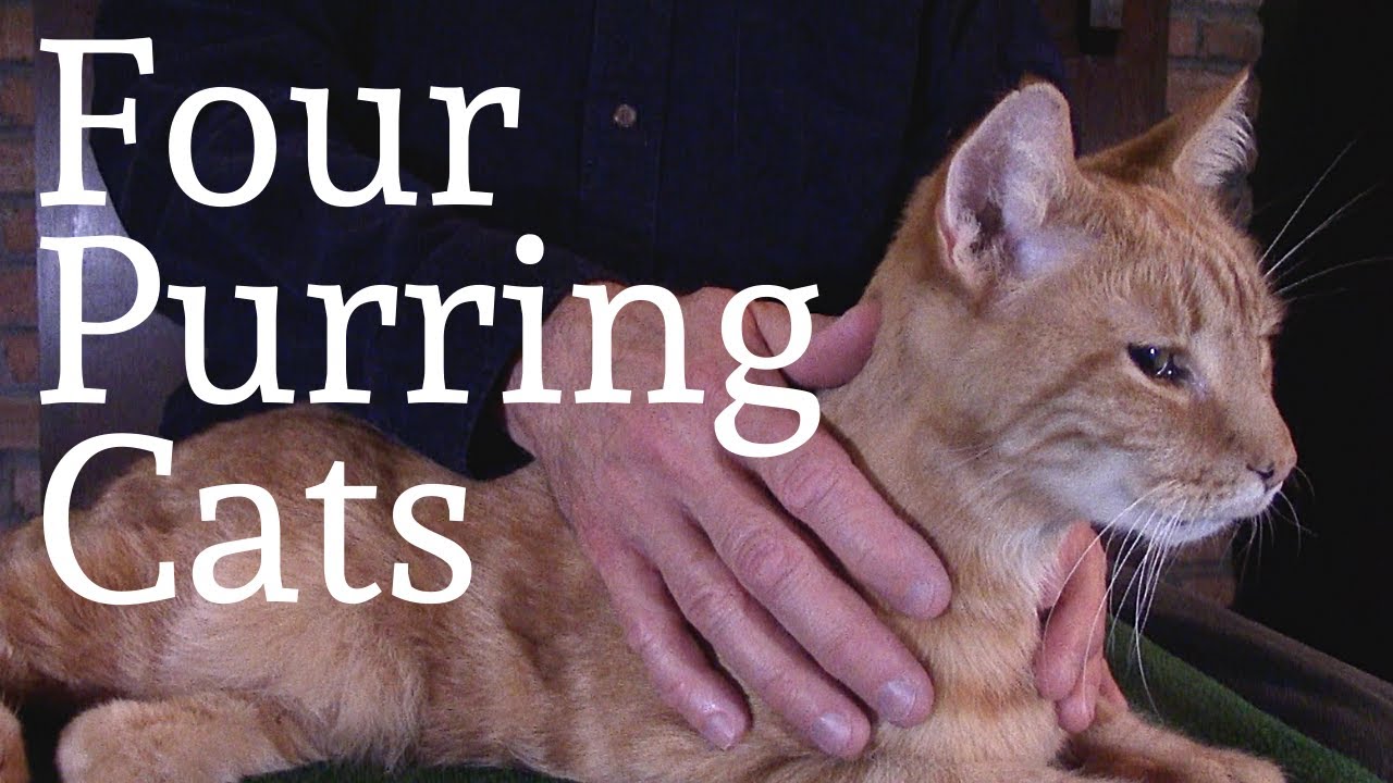 Four Purring Cats — Cat Massage — ASMR