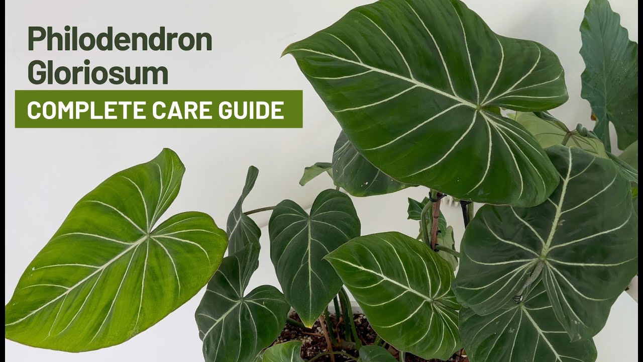 How to Care for Philodendron Gloriosum - Everything You Need to Know!