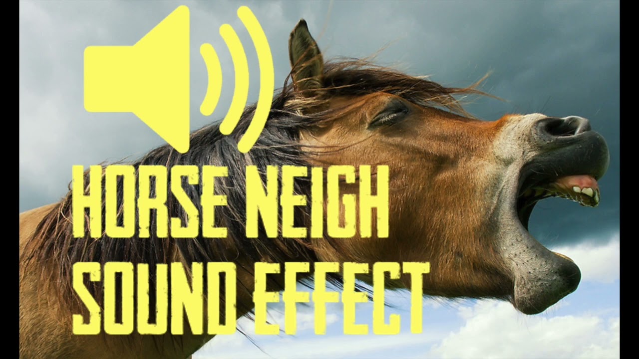 HORSE SOUND EFFECT (ASMR) - 1 HOUR