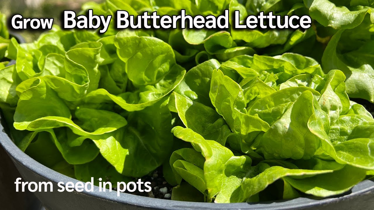 How to Grow Baby Butterhead Lettuce from Seed 🥬| Easy Planting Guide