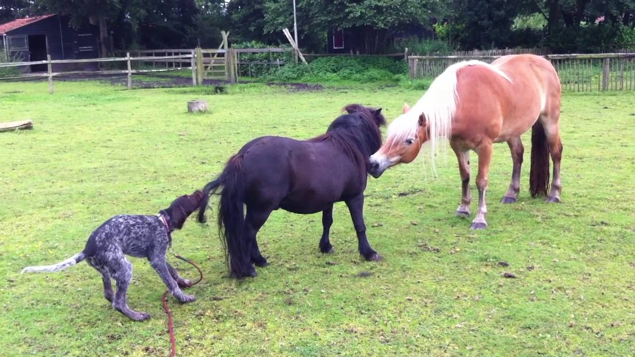 Jomo, Duitse Staande Draadhaar