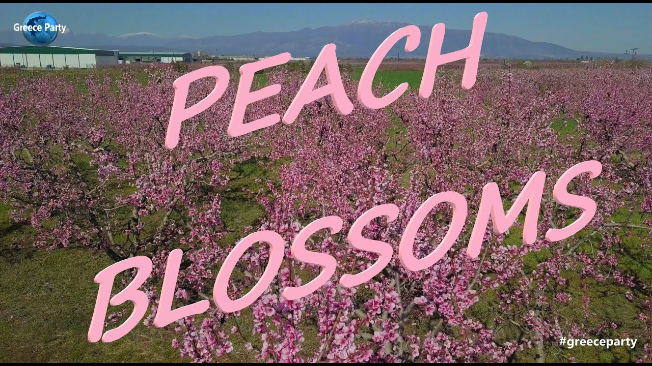 Ανθισμένες ροδακινιές στη  Σκύδρα   Greece  4Κ DRONE VIEW