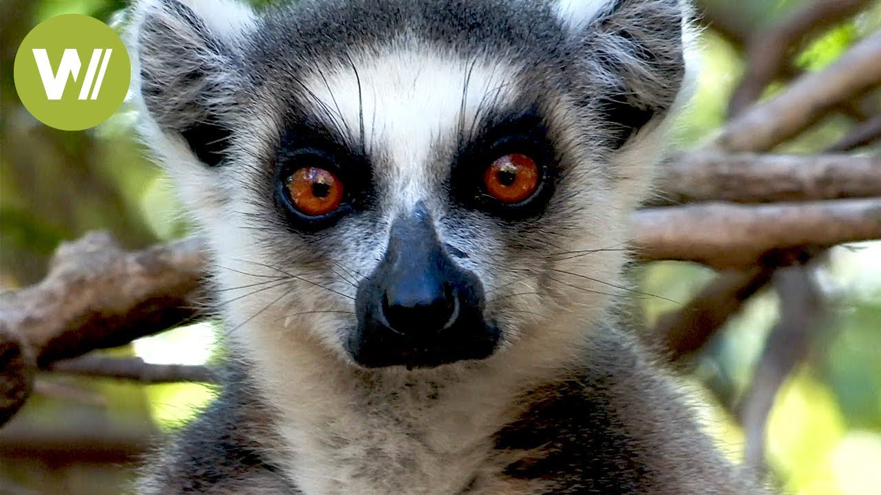 Madagascar - Wildlife and Green Treasures of the Red Island