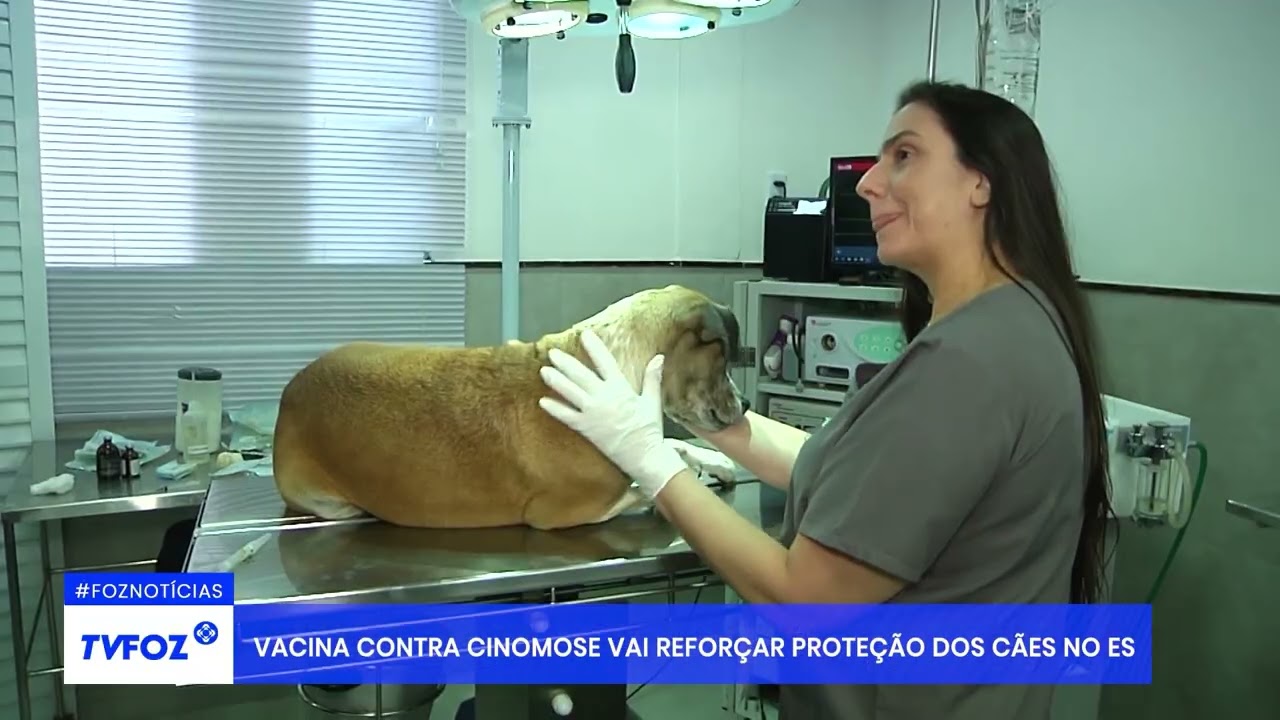 Vacina contra cinomiose vai refor&ccedil;ar prote&ccedil;&atilde;o de c&atilde;es no ES