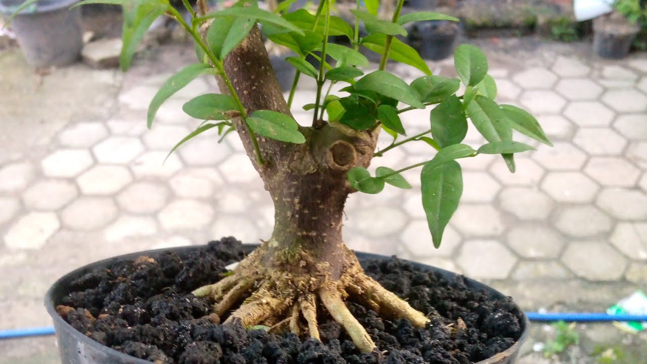 Bonsai Adesta 22 sedang live bahan bonsai mame