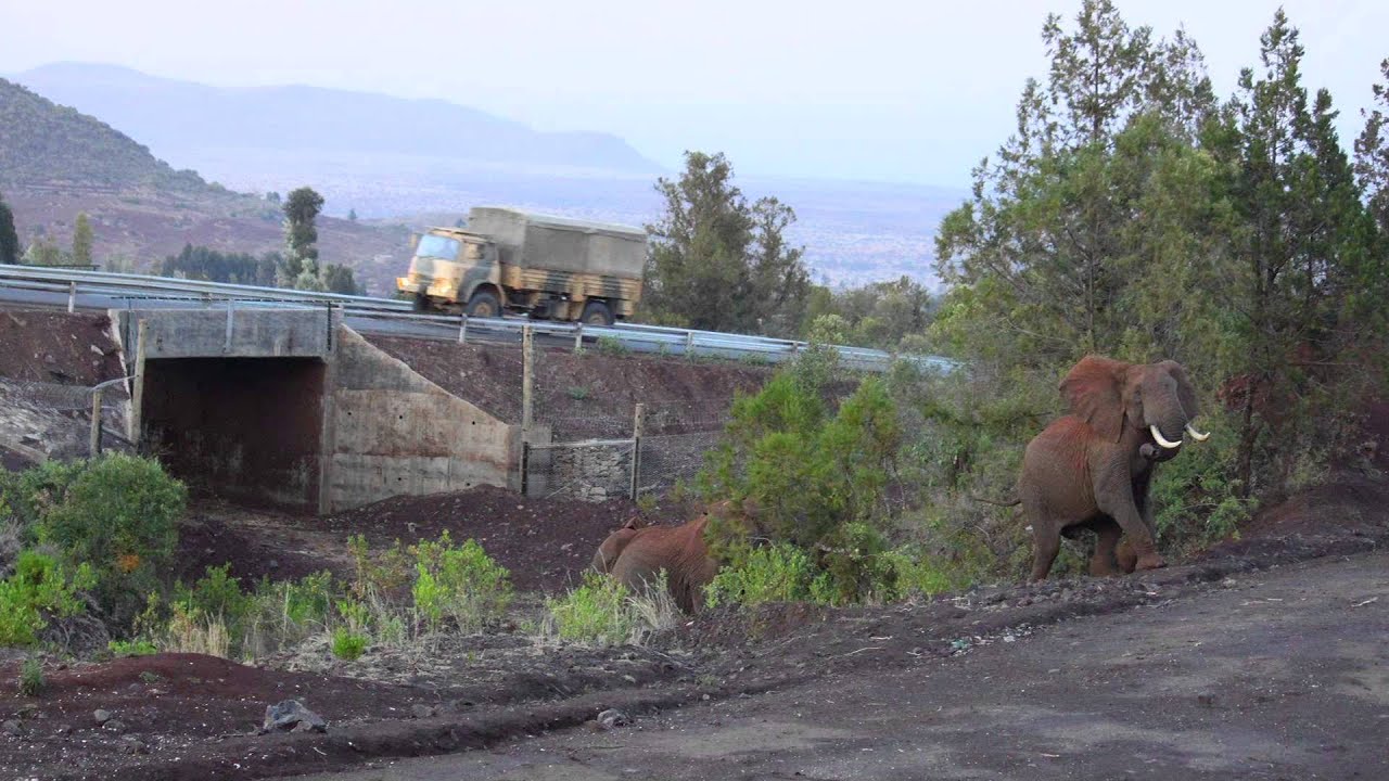 How Can you Help an Elephant Cross the Road?