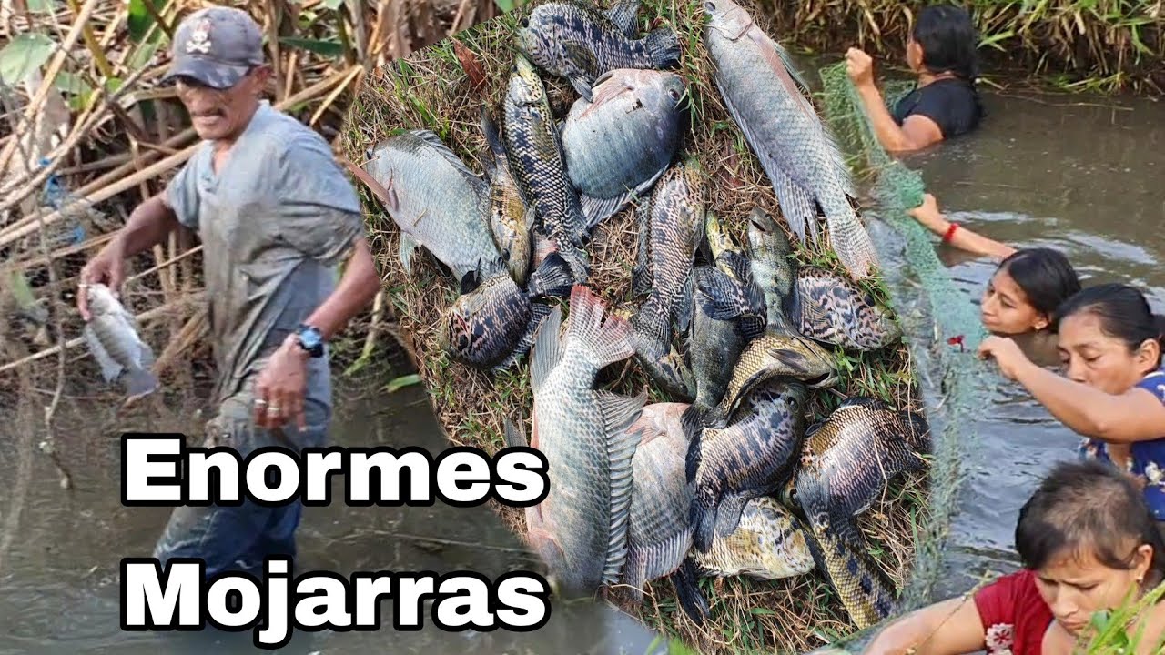 Todos Quedan Boca A Bierta Cuando Miran a Tomas capturar al Esta Enerme Mojarra 