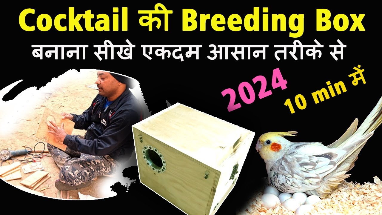 How to make cockatiel breeding box | cockatiel breeding box | कैसे बनाये सिर्फ 10 min में !