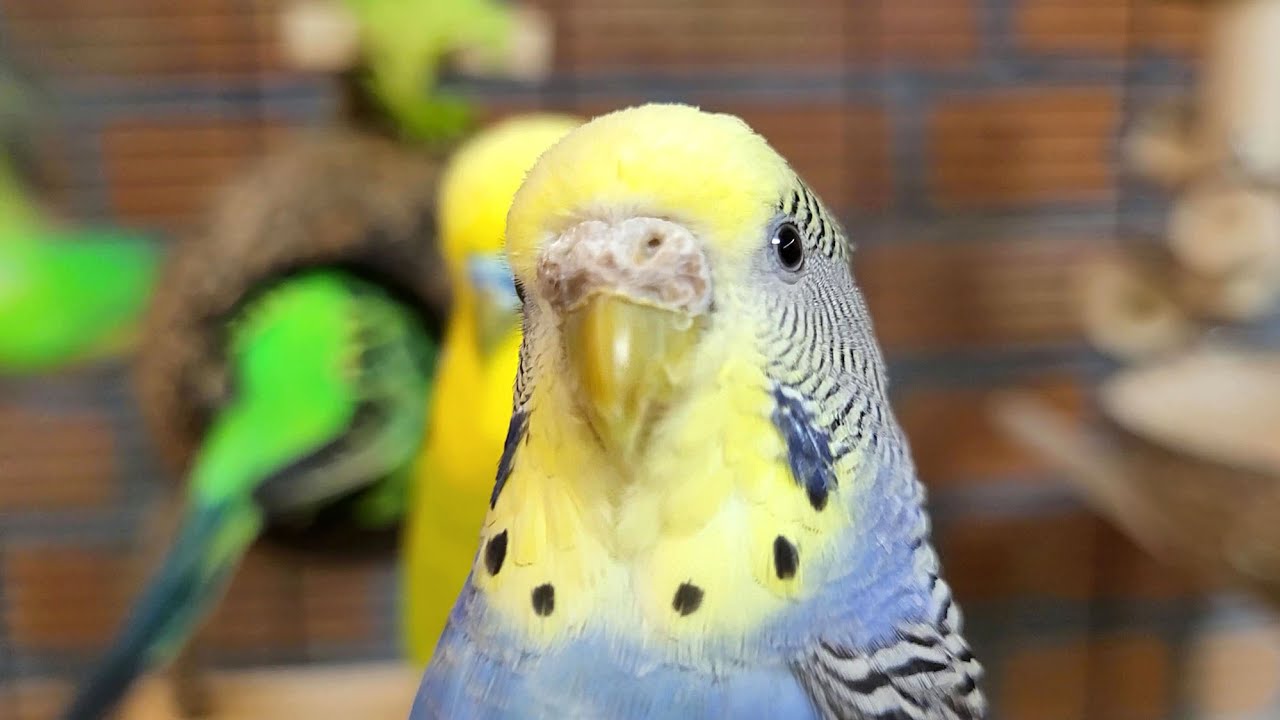 7 hours of budgie sounds for relaxation