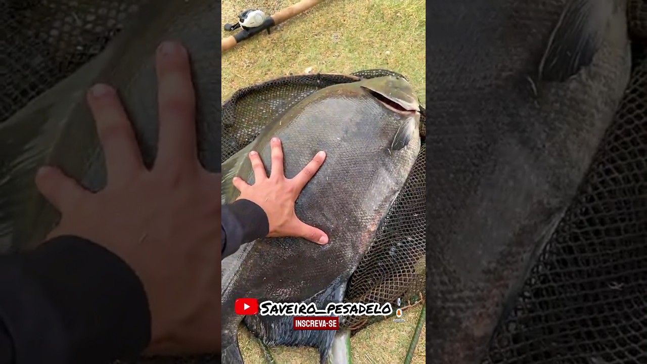 Tamba Gigante 🐟 #tambaqui #tamba #peixegrande #fishing #pescador #pesca #pescaria #peixe #shorts