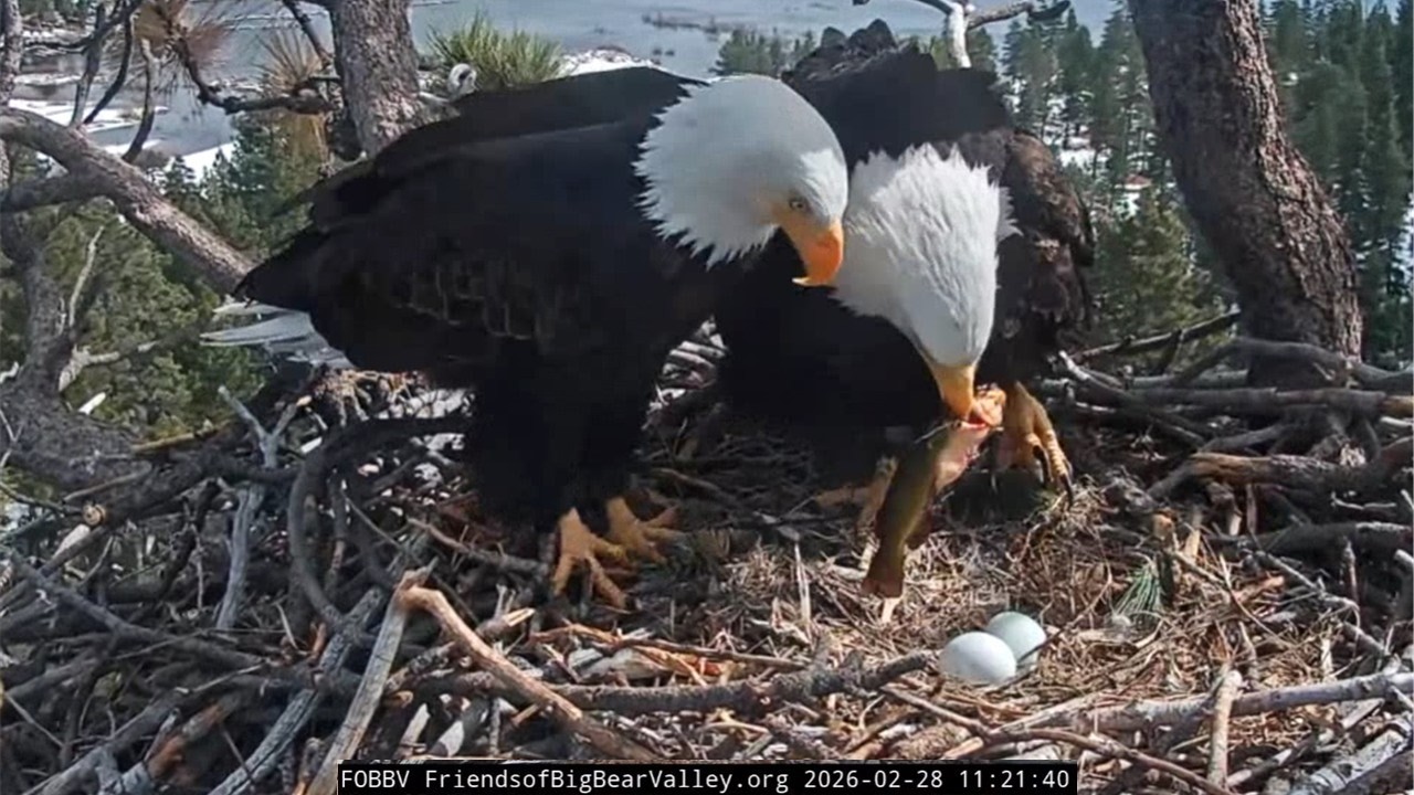 FOBBVCAM Eagles🦅Shadow Snortles to Jackie's Mating Call🛎️He Obliges Then Brings Fish🎣 2026 Feb 28